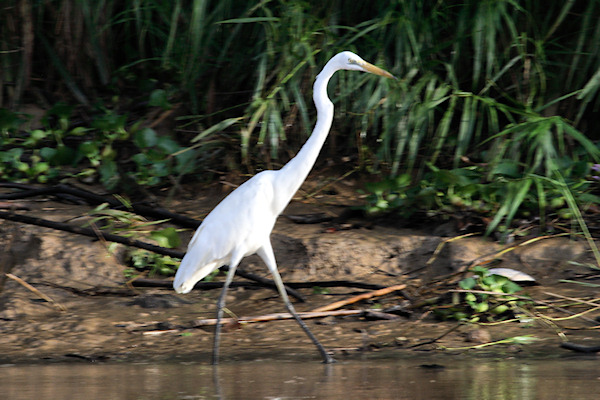 GreatWhiteEgret_Sukau_0254 (184)_m.jpg